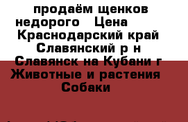 продаём щенков недорого › Цена ­ 200 - Краснодарский край, Славянский р-н, Славянск-на-Кубани г. Животные и растения » Собаки   